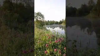 Цветочные берега речки Шиголость ранним утром