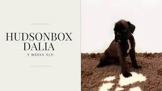 Hudsonbox Dalia @ 5 weeks old