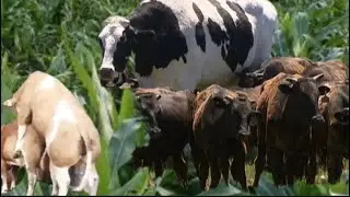URANYONESHEREZA UKAMBWIRAKO ARI INKA ZIMYANAGA?!IRI NI IRYO BAGONA