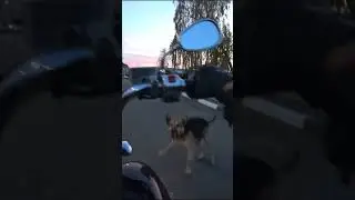 Спасаюсь от злых собак #погоня #злыесобаки