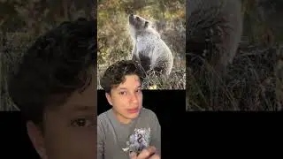 En qué se paren en las aguas del chavo del ocho con un oso pardo