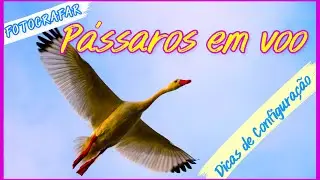 FOTOGRAFAR PÁSSAROS EM VOO