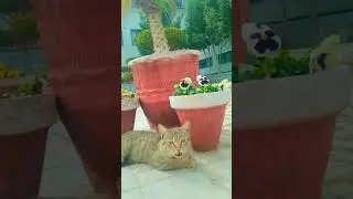 cat #viral #trending #shorts