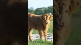 amazing cow #shorts #viralshorts #fish #fishing #fishingvideo #fishcutting #tiktok