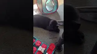Relaxing Sunday for my cats September 8, 2024