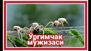 КУРЪОН МУЖИЗАЛАРИ - Ургимчак мужизаси