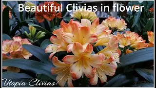 Clivias in flower at Utopia