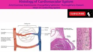 Arteriovenous Anastomosis, Precapillary Sphincter, Thoroughfare channel, Heart & conducting system