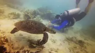 Diving in Tioman Oct 2013 - Squid, Turtle, Ray, Big Pufferfish, Walls of fishes