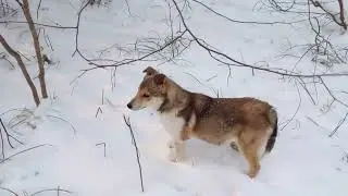 Щенок ЗСЛ на первой охоте.