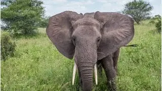 African Elephants having Fun   RobsWildlife