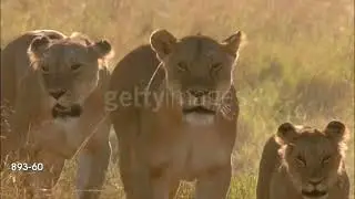 From The Savannah