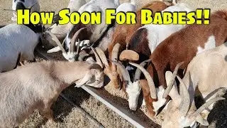 Kiko Goats | When Are The Babies Coming