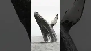 Видео с Тг-канала National Geo.  Это синий полосатик, самый крупный из китов. Красота 🌊🐋
