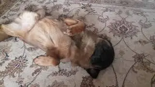 Сон брабансона Бруно.🐶🐕