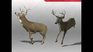 Deer Animated 3D model from CGTrader.com