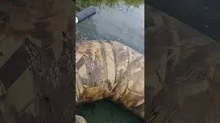 Вот такие они  змеюки.