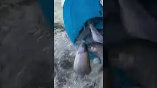 Запуски форели ежедневные