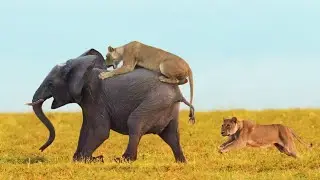 WOW ! Brutal Reaction From Lion To Fight Against the Elephant - Animal Fights