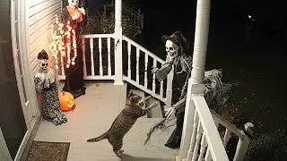 Don't scare the cats 😂 animals being scared by Halloween decorations (CCTV)