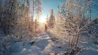 Winter taiga walk.