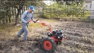 Potato harvest 2023! The harvest at the dacha is excellent!