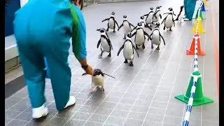 Die besten Videos aller Zeiten || The Best Videos of All Time