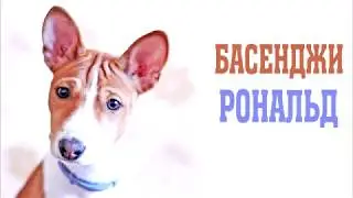 Басенджи Рональд. Basenji puppy Ronald