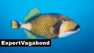 DIVING SIMILAN ISLANDS - Thailand