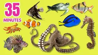 35 Minutes Animal Names In The Ocean For Toddlers