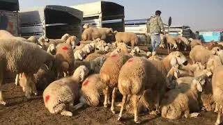 Şarkışla hayvan pazarında erkek toklu pazarlığı