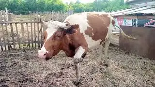 Цена на сено и Корова-боец