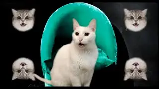 Dua Lipa - Don't Start Now - Break My Heart - Cats Version