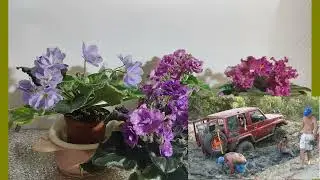 Как выбрать диатомит для фиалок?