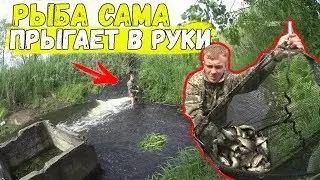 Столько рыбы вы еще не видели / Нерест карася