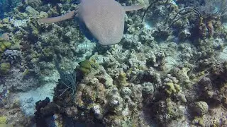 Grand Caymans Scuba Diving: Nurse Shark Joined our Dive