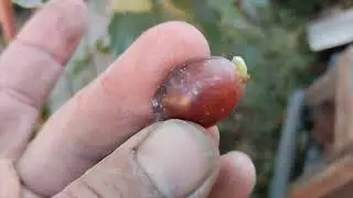 Сентябрьский обзор виноградника. Неукрывные формы часть 1.
