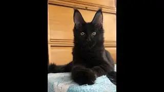Сириус Блэк, котенок мейн кун