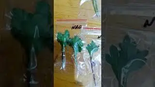 Получили срез хризантем от интернет магазина 