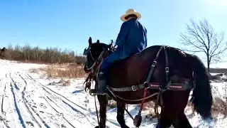 CAN WILLIAM SKID LOGS SINGLE WITH KEN??? // Draft Horse Logging & Farming 