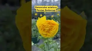 Persian buttercup | Ranunculus asiaticus ‘Yellow Shades’. 