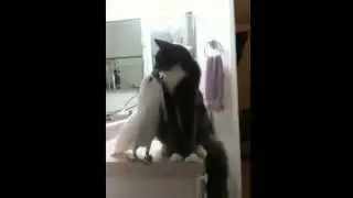 КОТ ДРУЖИТ И ОБНИМАЕТ С ПОПУГАЕМ КАКАДУ   ПРИКОЛ