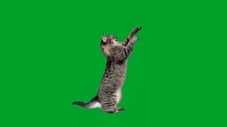 Cat green screen no copyright | animal green screen video | hello kitty green screen