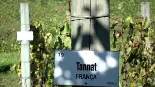 Vários tipos de uvas na vínicola Miolo