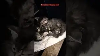 Нам прислали фото, что котят подкинули на остановку возле трассы😡 Кто так поступает? #котята