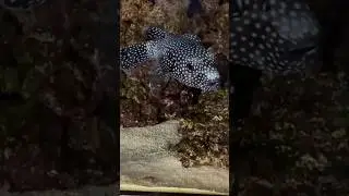 Rare Box Puffer Fish😲#shorts #pufferfish