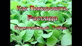 Подготовка земли и Пикировка рассады Табака.