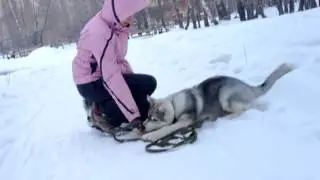 Хаски Хантер. Выполнение команд дома и на улице.