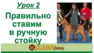 Урок 2 Хендлинг ринговая дрессировка правильно ставим в ручную стойку