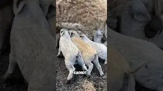 Мангалица - свиньи без хлопот